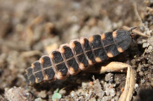 Lampyris noctiluca
